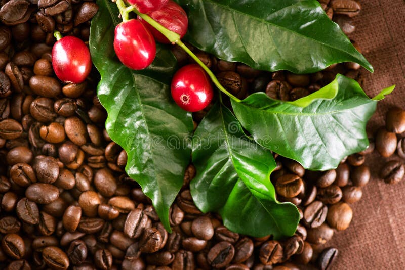 Caffè Pianta reale del caffè sul fondo arrostito del caffè fotografia stock libera da diritti Caffè Pianta reale del caffè sul fondo arrostito del caffè fotografia stock libera da diritti