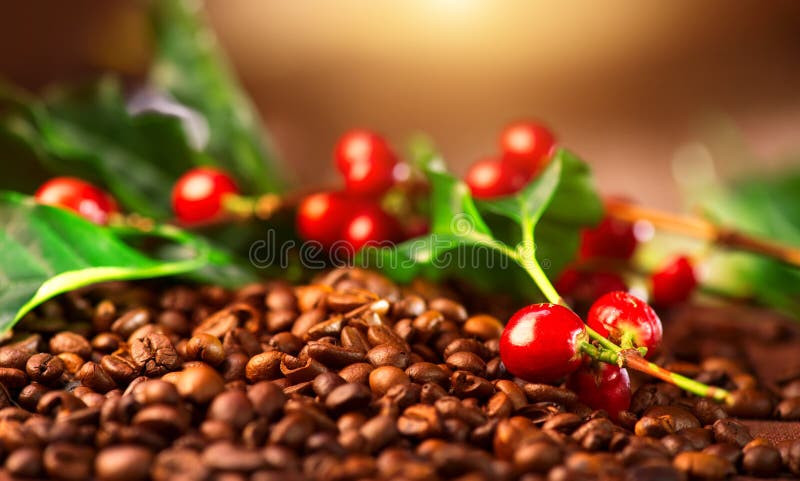 Caffè Pianta reale del caffè sul fondo arrostito del caffè immagine stock Caffè Pianta reale del caffè sul fondo arrostito del caffè immagine stock