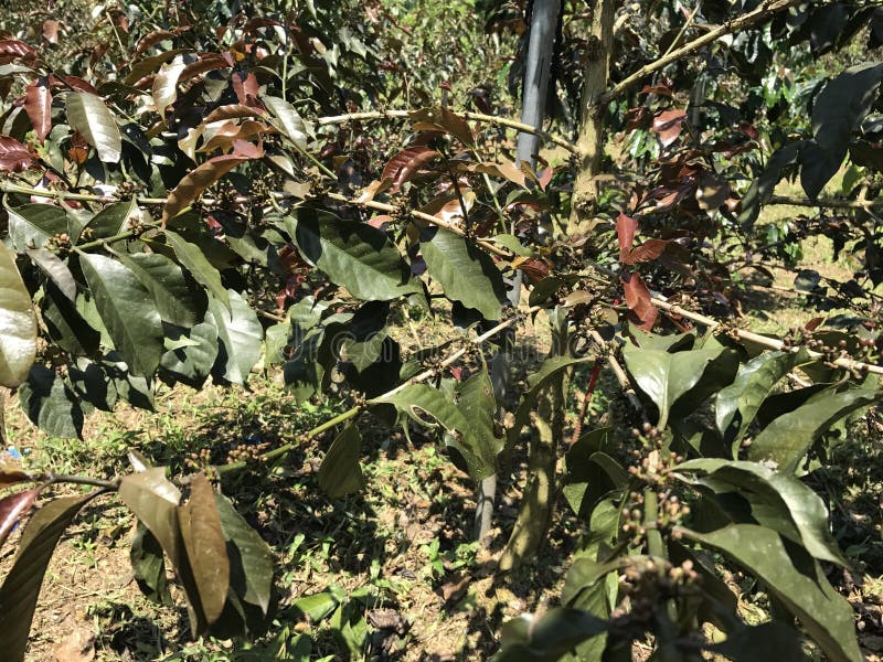 Caffè rosso e verde sulla montagna fotografia stock libera da diritti Caffè rosso e verde sulla montagna fotografia stock libera da diritti