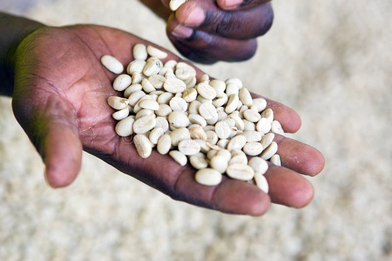 Café rwandais image libre de droits Café rwandais image libre de droits