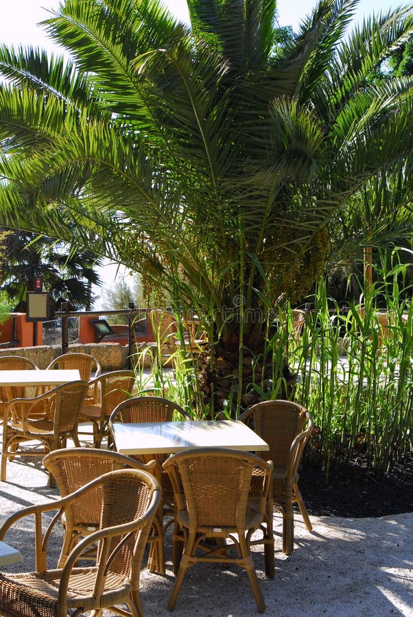 Café tropical com exterior de palmeiras imagens de stock royalty free