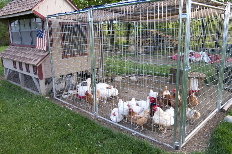 Cage de poulet images stock Cage de poulet images stock