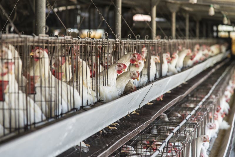 Cage de poulet photo stock Cage de poulet photo stock