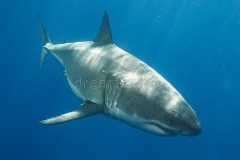 Great White Shark Diving in Mexico Stock Photo - Image of ocean, scuba