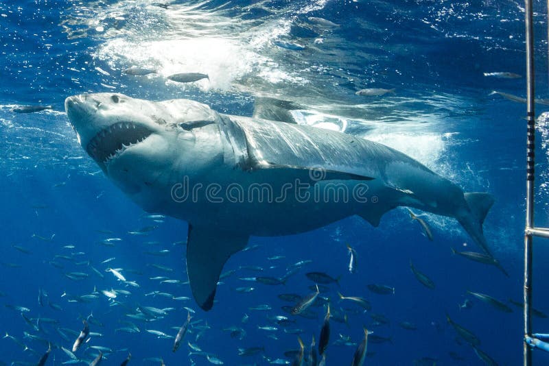 Great White Shark Diving in Mexico Stock Image Image of isla, dive