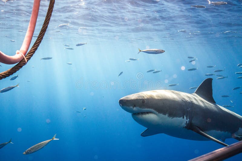 Great White Shark Diving In Mexico Stock Image Image Of Animal Scuba