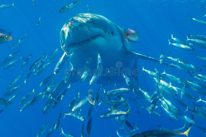 Great White Shark Diving in Mexico Stock Photo - Image of nature, scuba