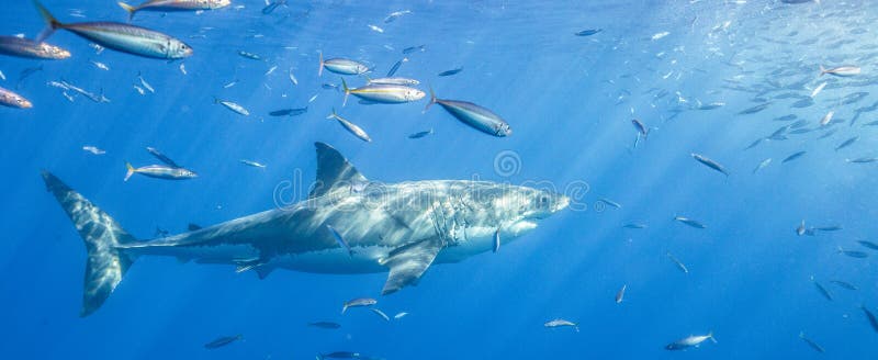 Great White Shark Diving in Mexico Stock Photo - Image of guadalupe