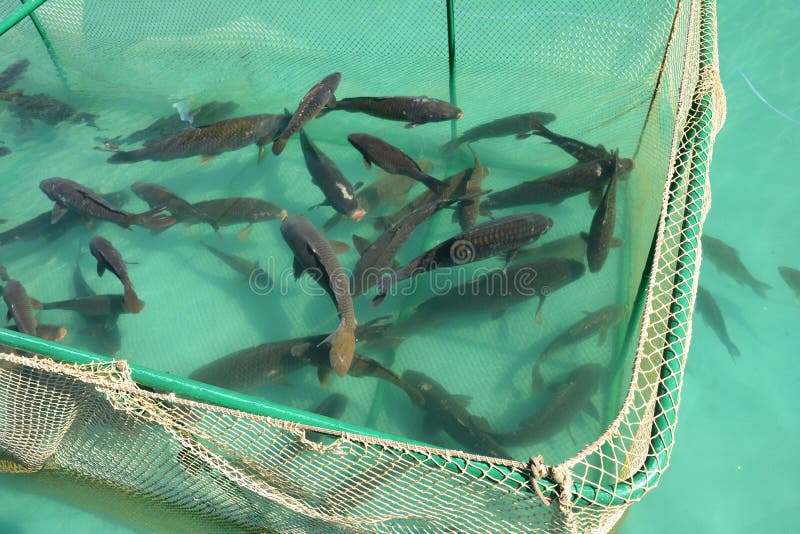 15,293 Fish Farming Stock Photos - Free & Royalty-Free Stock Photos from  Dreamstime