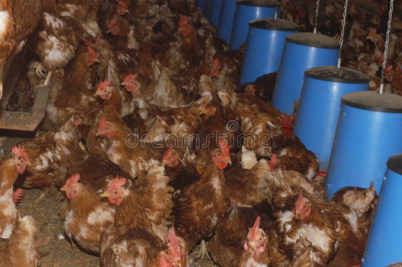 Cage Free or Free Range Chicken Stock Photo Image of subsidies