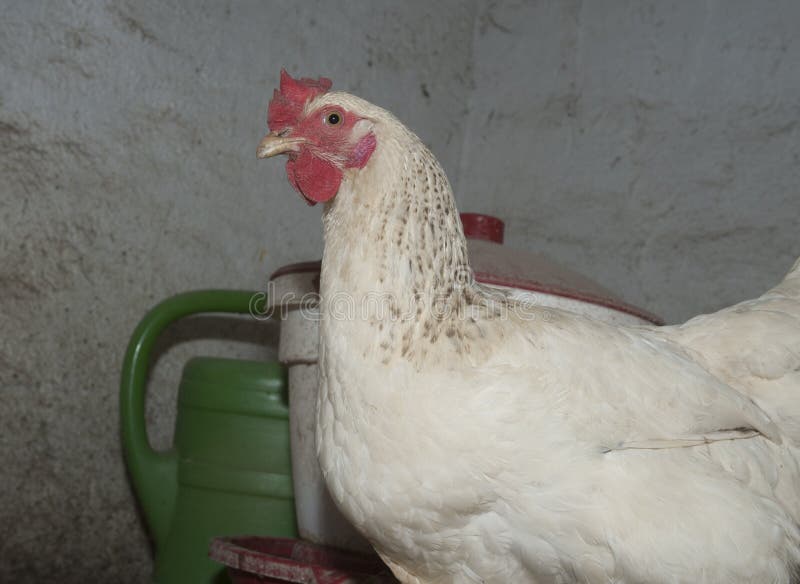 Cage Free or Free Range Chicken Stock Photo Image of chickens