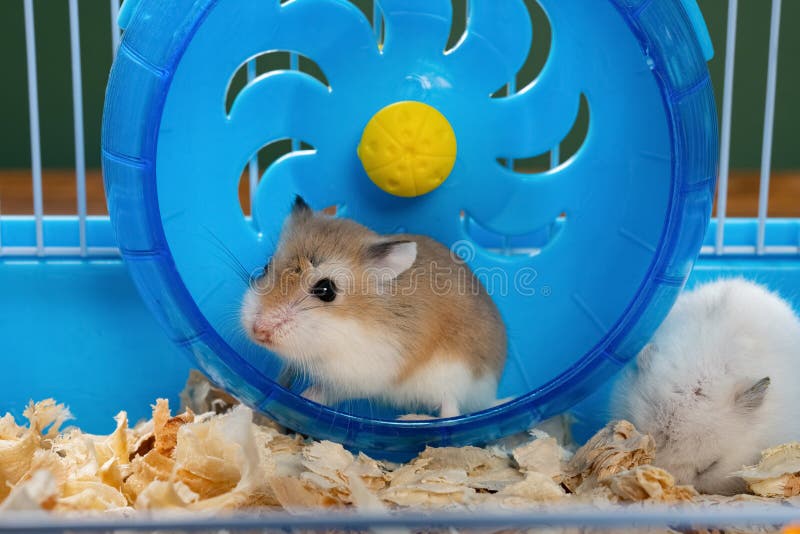 hamster ball cage