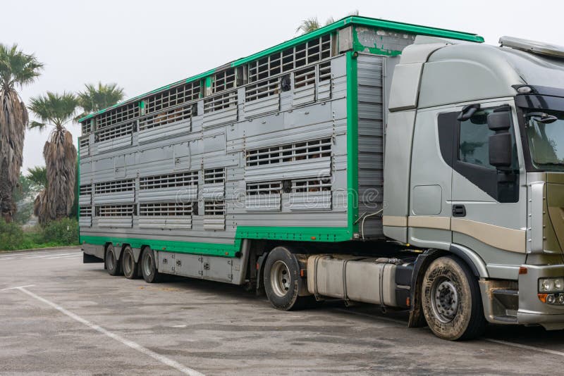 Cage Truck for Transporting Cattle Stock Photo Image of truck, beasts