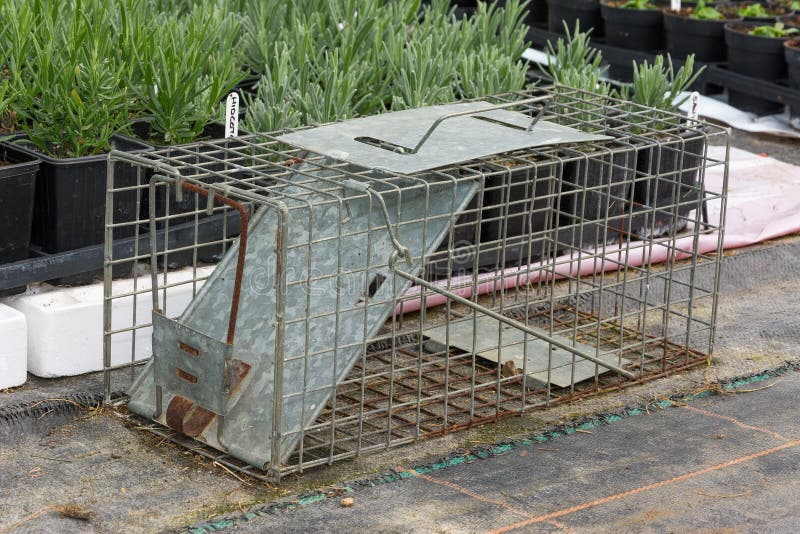 https://thumbs.dreamstime.com/b/cage-type-humane-rat-trap-steel-set-up-garden-nursery-70667580.jpg