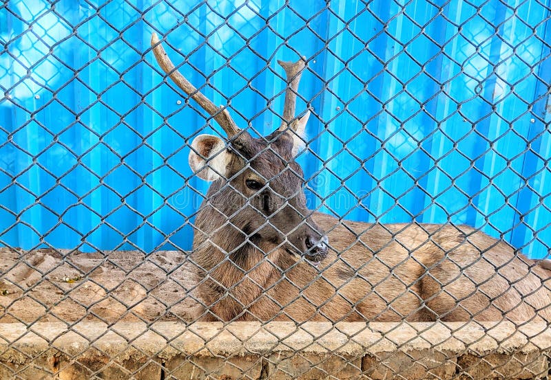 Caged Animal. Eye of the Beast. Closeup of Zoo Lion Looking through