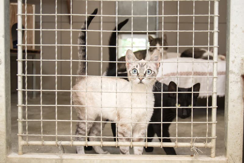 186 Cats Pound Stock Photos Free & RoyaltyFree Stock Photos from