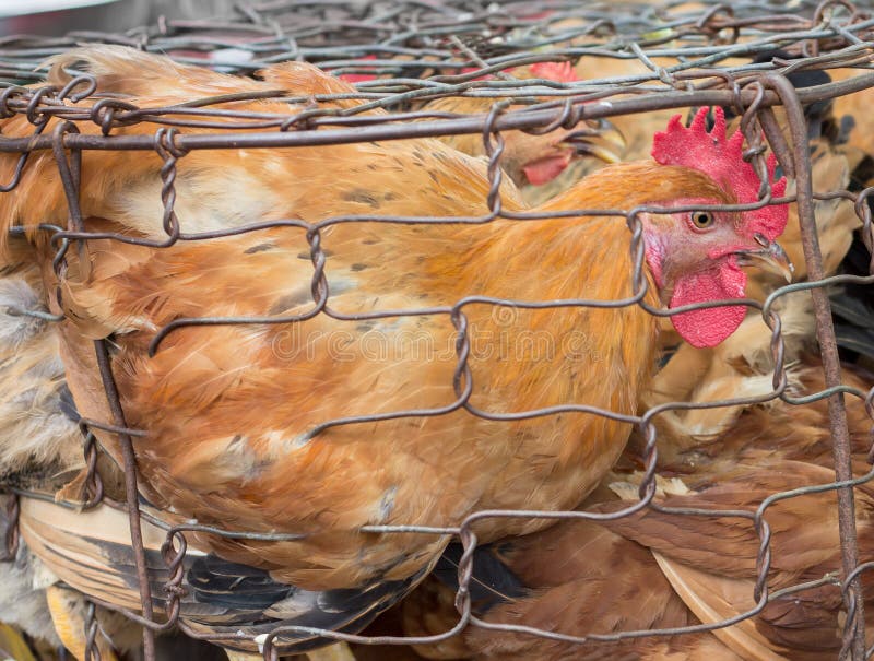 Caged Chicken Hens Waiting To Be Sold For Food Stock Image Image of