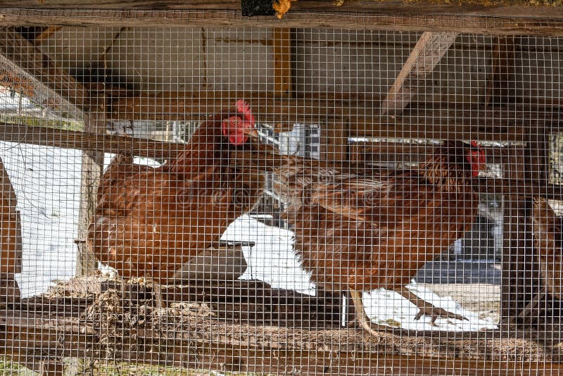 Chickens on a Wire Cage stock photo. Image of bird, caged 14105858