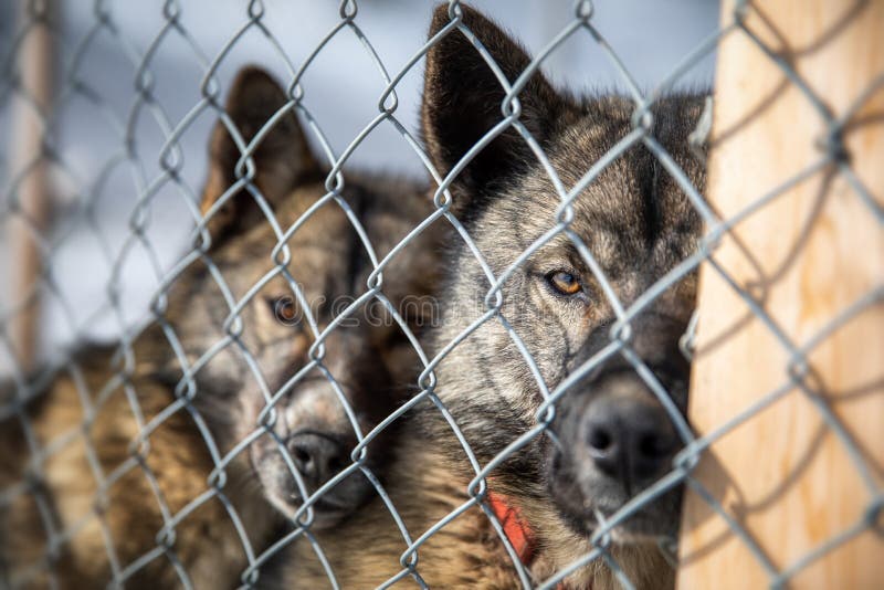 Caged husky sled dogs in Svalbard stock photo Caged husky sled dogs in Svalbard stock photo