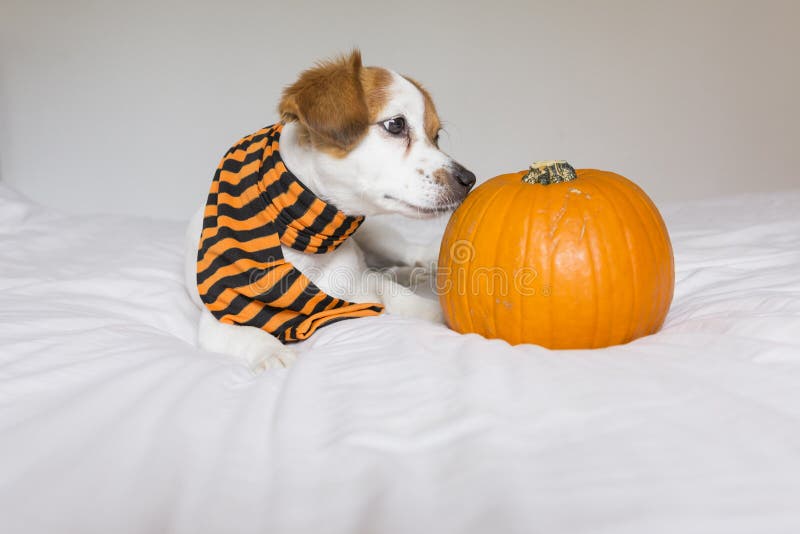 cagnolino che si siede sul letto indossando una sciarpa arancione e nera e giacendo vicino a una zucca concetto di Halloween bian immagine stock cagnolino che si siede sul letto indossando una sciarpa arancione e nera e giacendo vicino a una zucca concetto di Halloween bian immagine stock