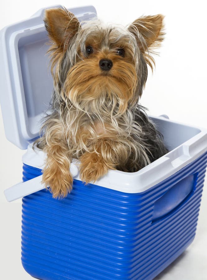 Cagnolino nel dispositivo di raffreddamento fotografia stock Cagnolino nel dispositivo di raffreddamento fotografia stock