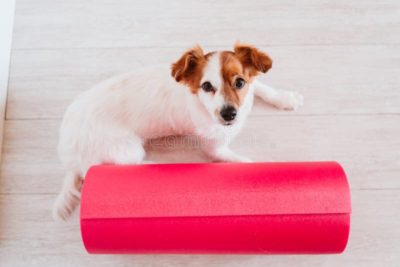 Cute small jack russell dog lying on a yoga mat at home. Healthy lifestyle indoors. Cute small jack russell dog lying on a yoga mat at home. Healthy lifestyle indoors