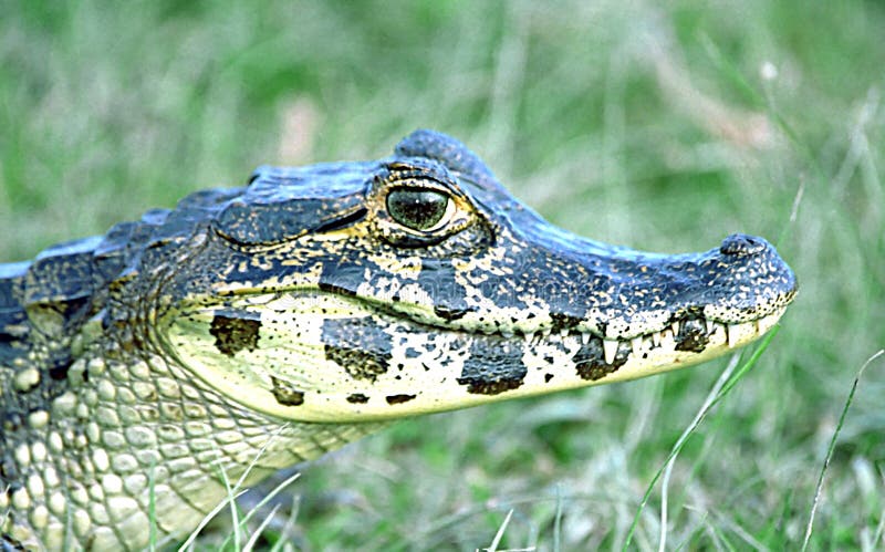 A head shot of a Caiman in some grasses in the Pantanal, Brazil. Babies sometimes end up as pets. A head shot of a Caiman in some grasses in the Pantanal, Brazil. Babies sometimes end up as pets.