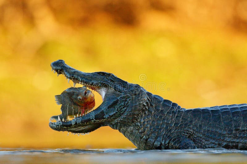 Caiman, crocodile with fish in with open muzzle with big teeth, Pantanal, Brazil. Detail portrait of danger reptile. Lynx in green