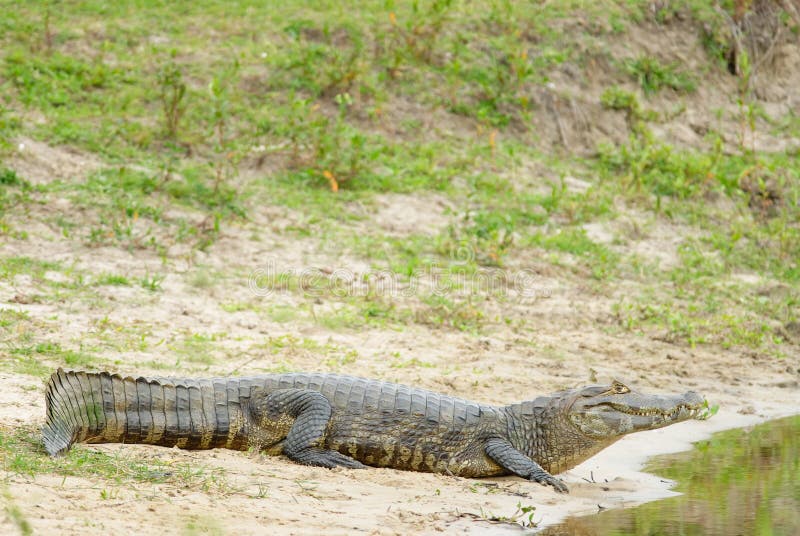 Caiman de Yacare (yacare de Caiman) photos stock Caiman de Yacare (yacare de Caiman) photos stock