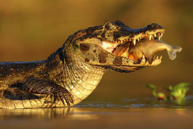 Yacare Caiman, crocodile with fish in with evening sun, Pantanal,. Yacare Caiman, crocodile with fish in with evening sun, Pantanal,