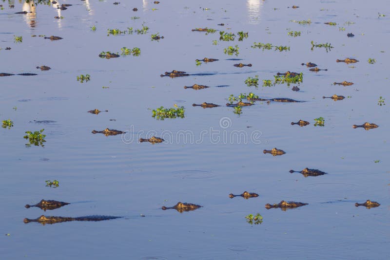Caimão que flutua em Pantanal, Brasil foto de stock royalty free Caimão que flutua em Pantanal, Brasil foto de stock royalty free