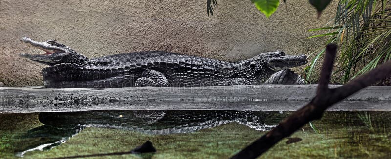 Spectacled caimans at the pond also known as white caiman and speckled caiman. Latin name - Caiman crocodilus. Spectacled caimans at the pond also known as white caiman and speckled caiman. Latin name - Caiman crocodilus