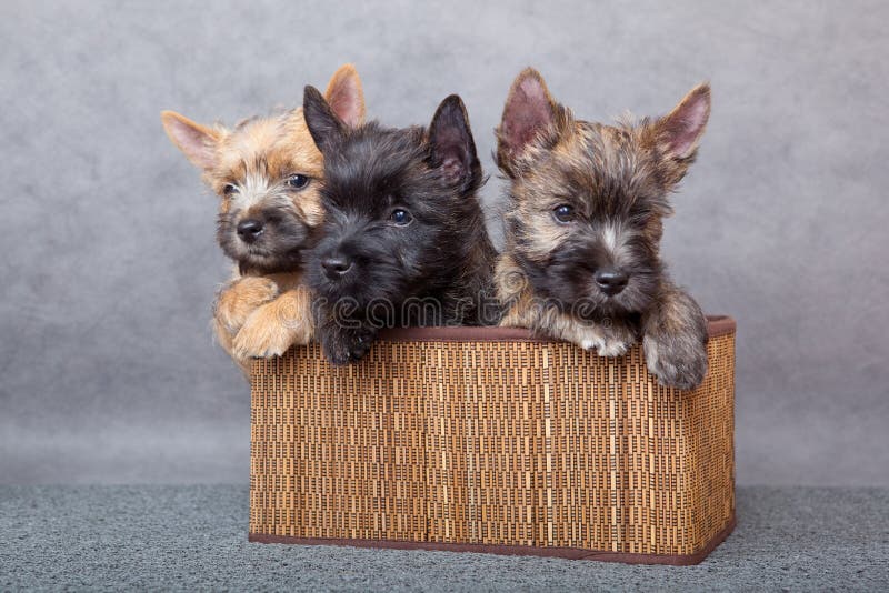 Cairn-terrier