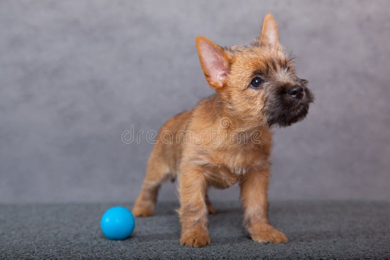 Cairn-terrier