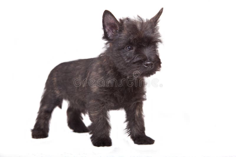 Cairn-terrier