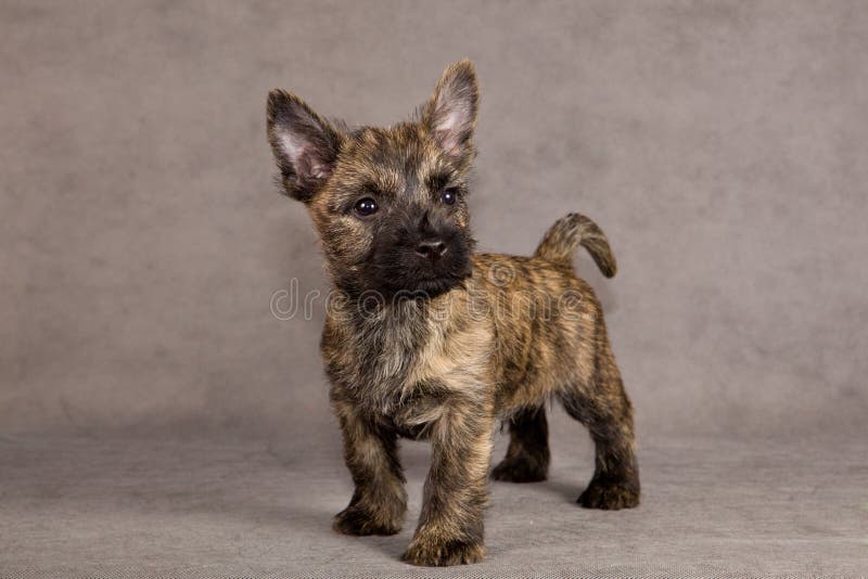 Cairn terrier dog