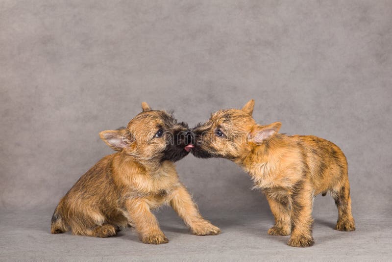 Cairn terrier dog couple