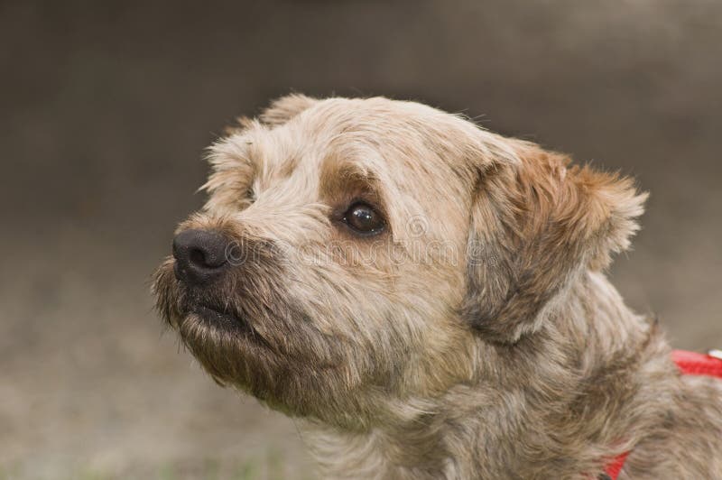 Cairn terrier dog in profile close up