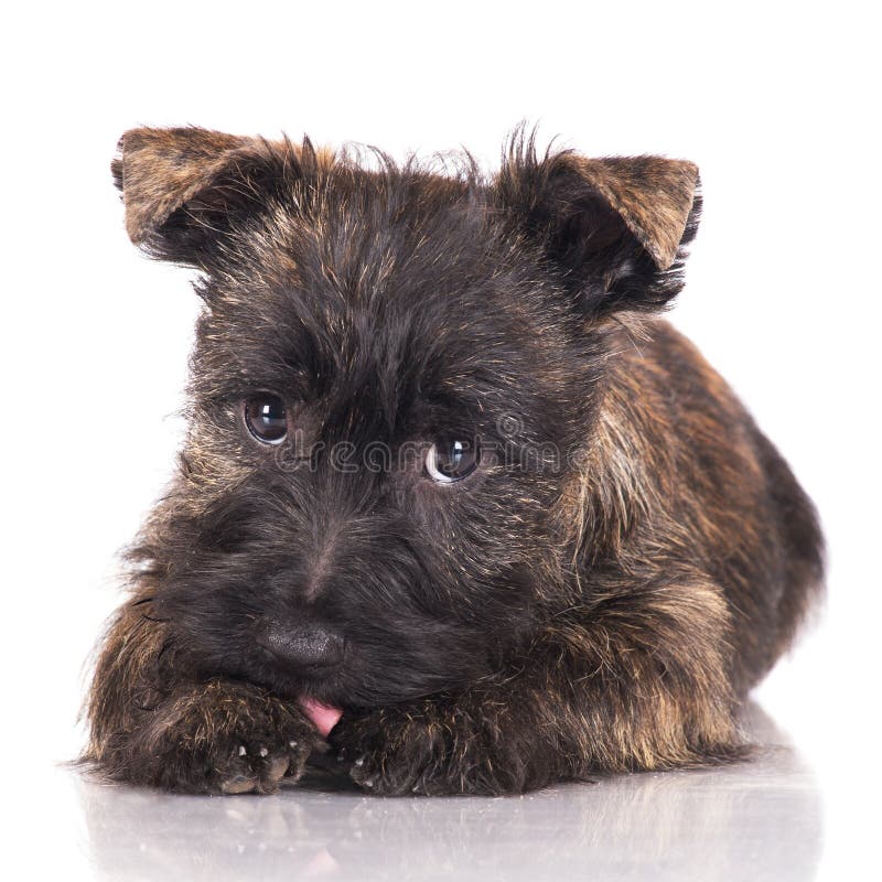 Cairn terrier puppy stock photo. Image of alone, pedigree 36981918