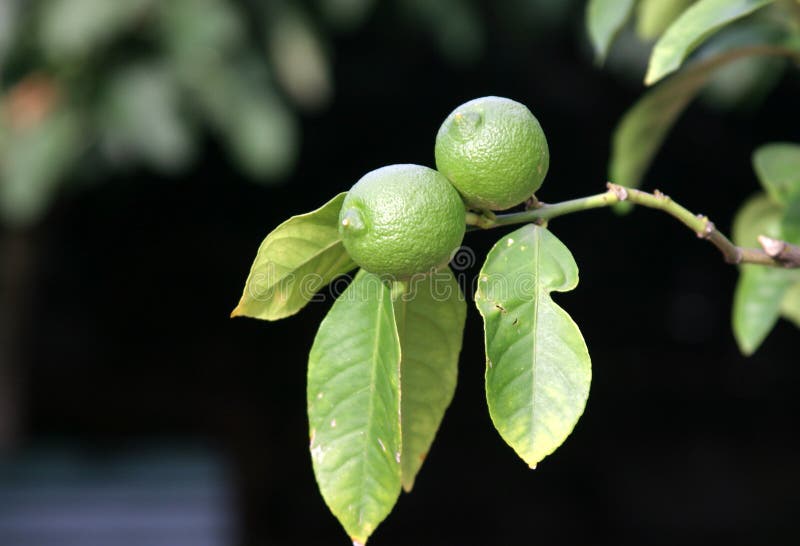 Two green Limes against dark background. Two green Limes against dark background