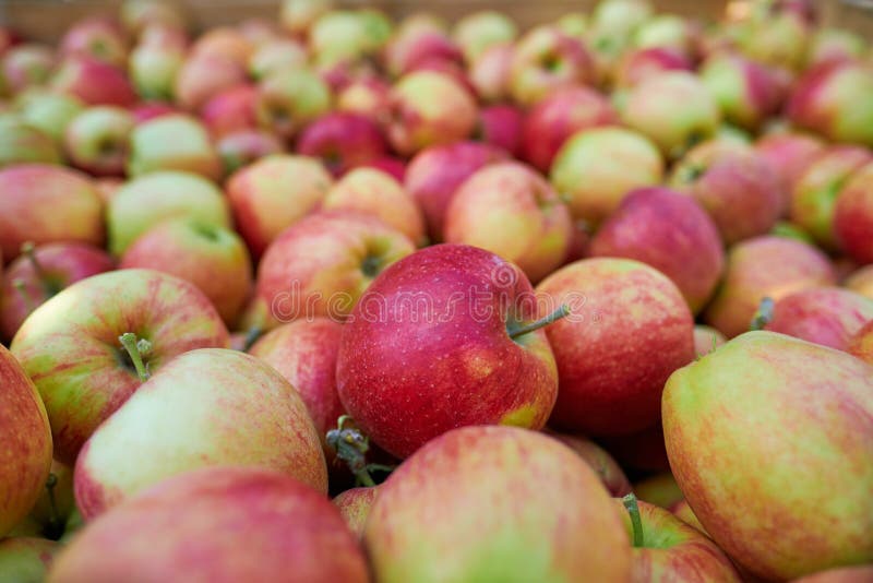 Caixa de madeira cheia de maçãs frescas. colheita de maçãs orgânicas frescas durante o outono de setembro na polônia em pomar de m
