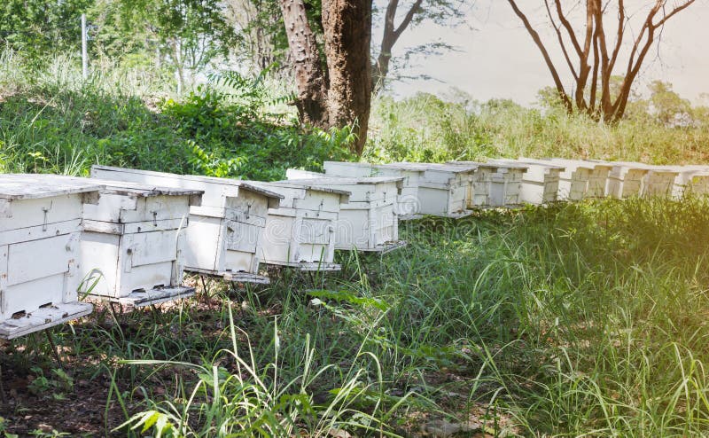 Caja en granja de la abeja, caja de madera de la colmena para la jerarquía de la abeja, granja de la abeja imagenes de archivo Caja en granja de la abeja, caja de madera de la colmena para la jerarquía de la abeja, granja de la abeja imagenes de archivo