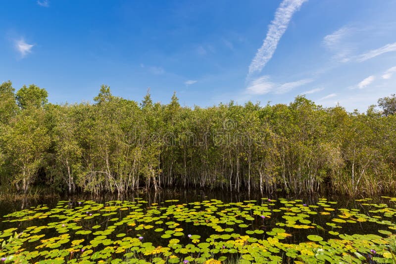 Cajuput, white Samet tree growing at Swamp flooded forest in water with lotus flower leaves in Rayong, Thailand royalty free stock images Cajuput, white Samet tree growing at Swamp flooded forest in water with lotus flower leaves in Rayong, Thailand royalty free stock images