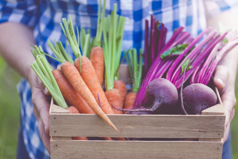 Cajón por completo de verduras orgánicas frescas en manos del ` s de las mujeres foto de archivo libre de regalías Cajón por completo de verduras orgánicas frescas en manos del ` s de las mujeres foto de archivo libre de regalías