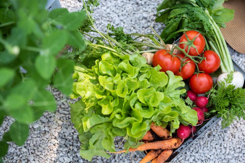 Cajón por completo de verduras recién cosechadas en un jardín Bio concepto de cosecha propia de la producción Visión superior fotos de archivo