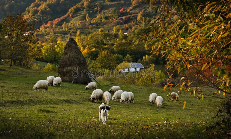 A peaceful rural autumn scenery with a shepherd dog in the foreground and the herd behind him. More towards the background there is a haystack and then an old traditional house. A peaceful rural autumn scenery with a shepherd dog in the foreground and the herd behind him. More towards the background there is a haystack and then an old traditional house.