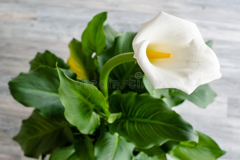 Cala blanca foto de archivo. Imagen de floral, elegancia - 40014658