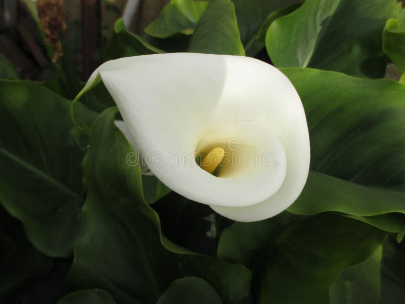Cala blanca foto de archivo. Imagen de flores, wildflower - 54289728