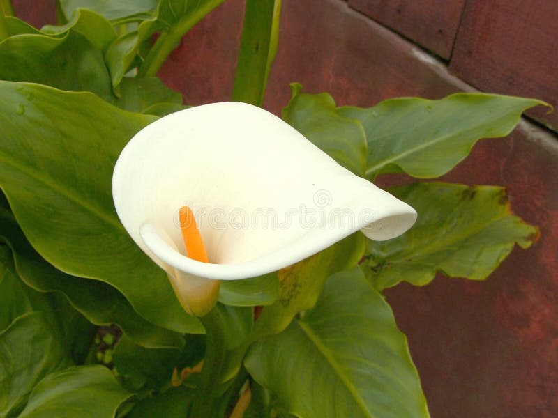 Cala Lilly