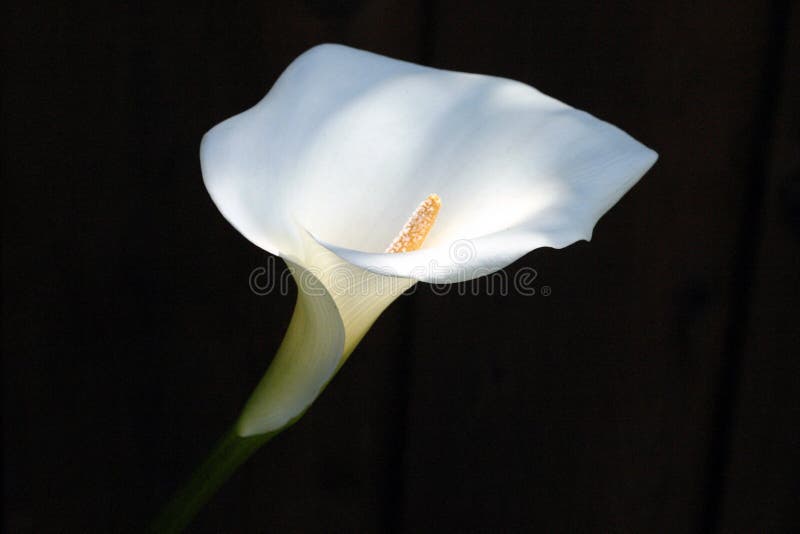 Cala Lily